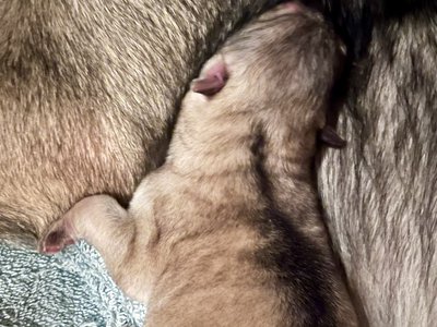 Sprocket - newborn.jpg