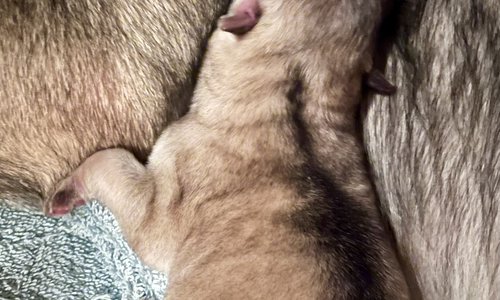 Sprocket - newborn.jpg