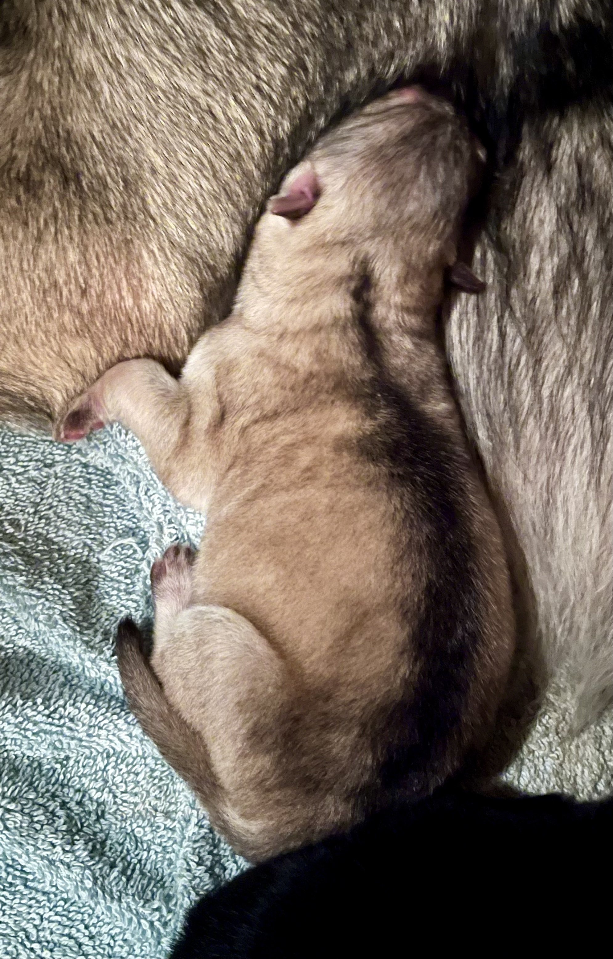 Sprocket - newborn.jpg