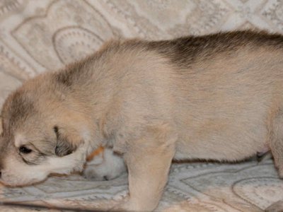 Sprocket 2.5 weeks.jpg