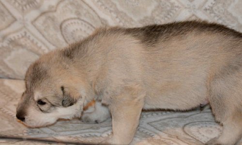 Sprocket 2.5 weeks.jpg