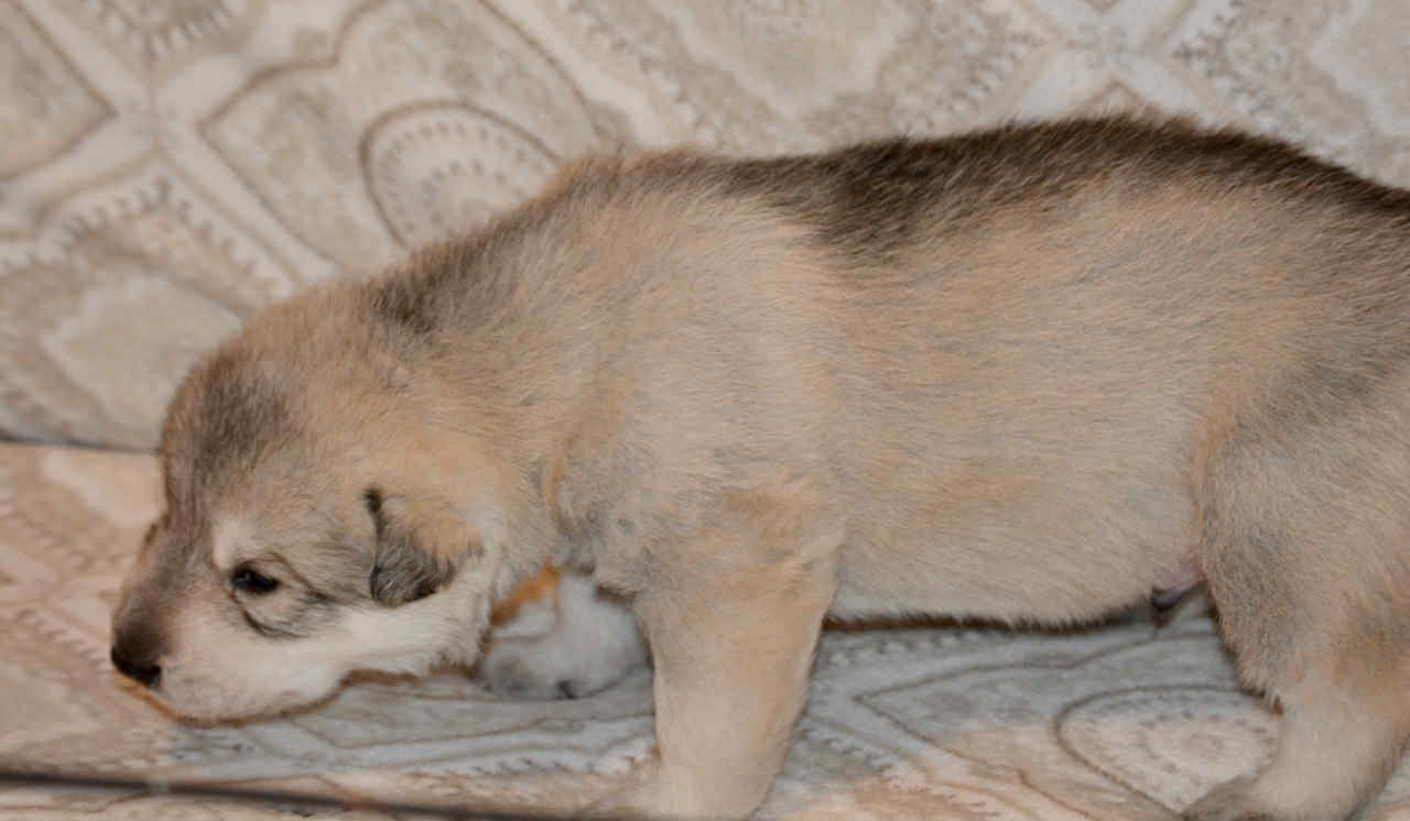 Sprocket 2.5 weeks.jpg
