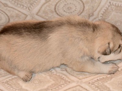 Sprocket 2.5 weeks 2.jpg