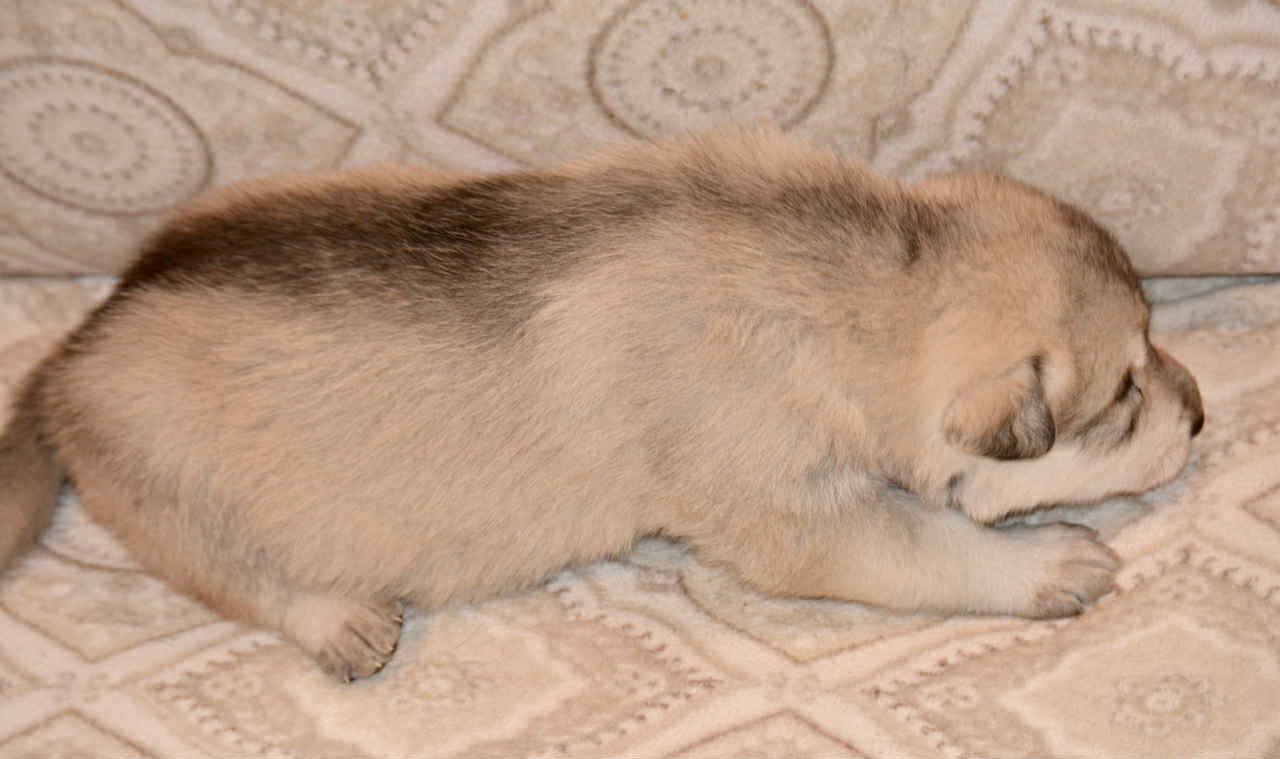 Sprocket 2.5 weeks 2.jpg