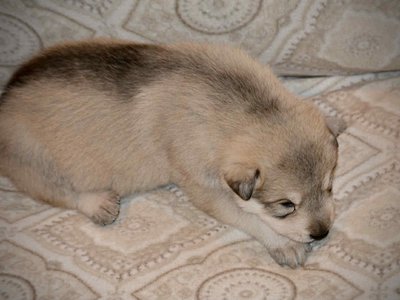 Sprocket 2.5 weeks 3.jpg