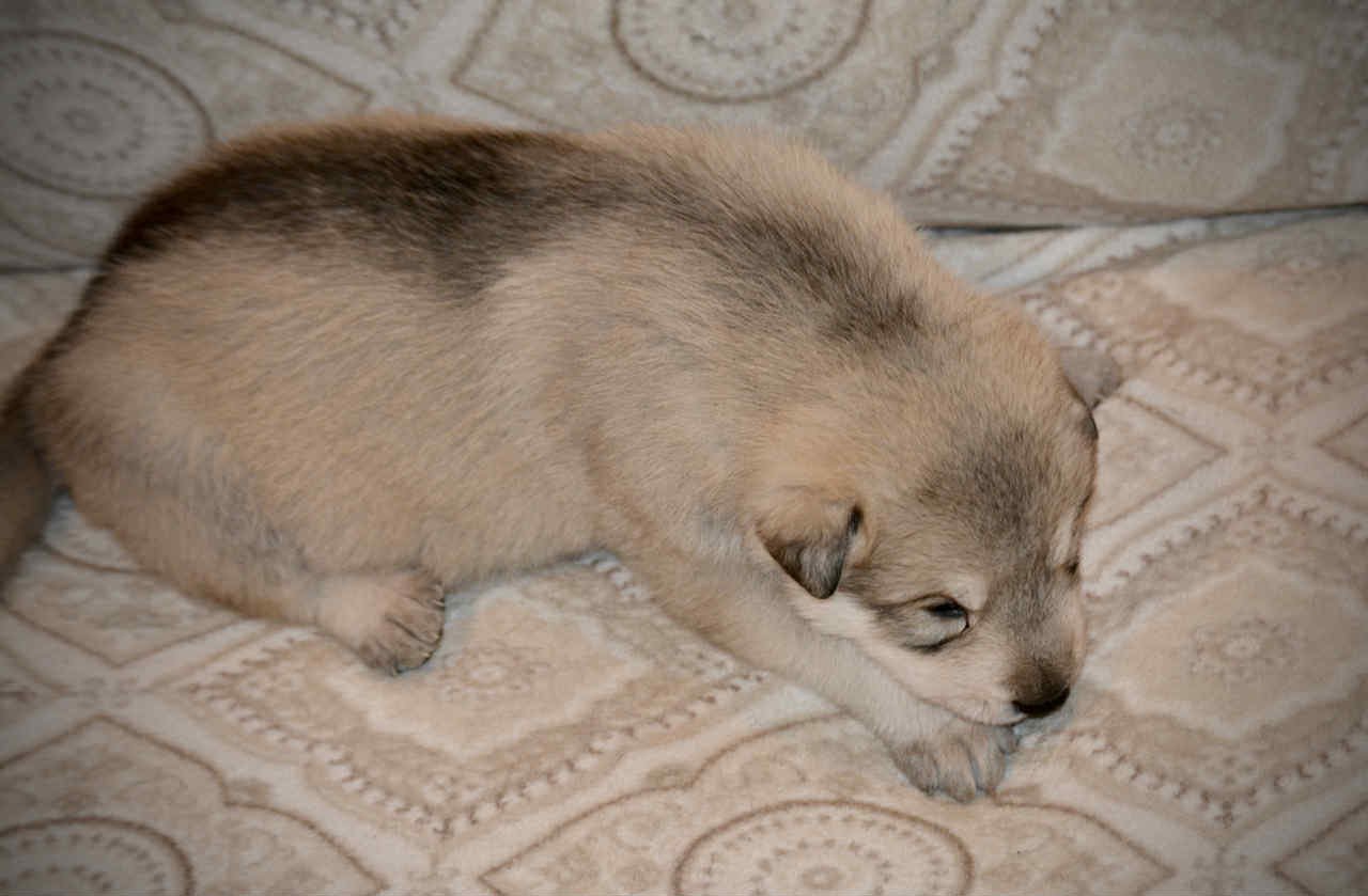 Sprocket 2.5 weeks 3.jpg