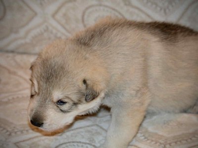 Sprocket 2.5 weeks 4.jpg