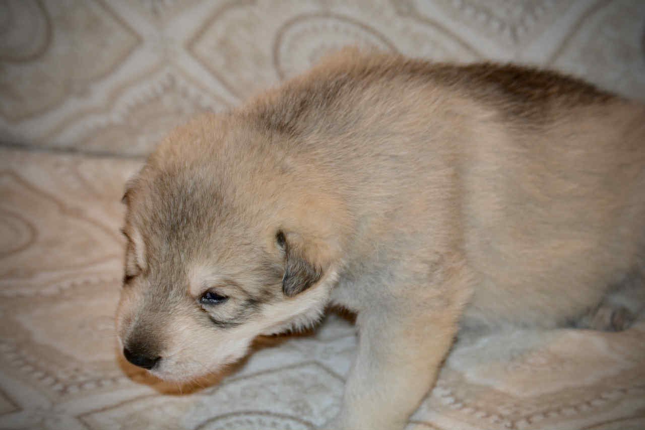 Sprocket 2.5 weeks 4.jpg