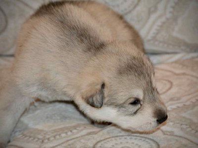 Sprocket 2.5 weeks 5.jpg