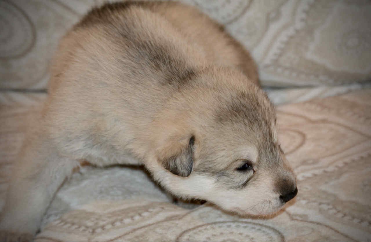 Sprocket 2.5 weeks 5.jpg