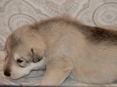 Sprocket 2.5 weeks 6.jpg