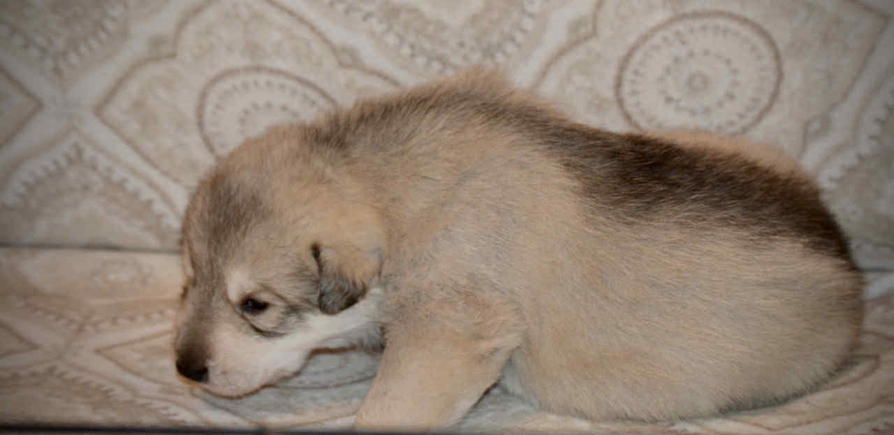Sprocket 2.5 weeks 6.jpg