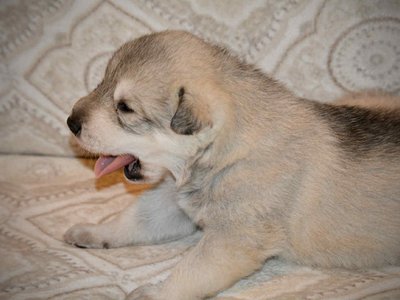 Sprocket 2.5 weeks 7.jpg