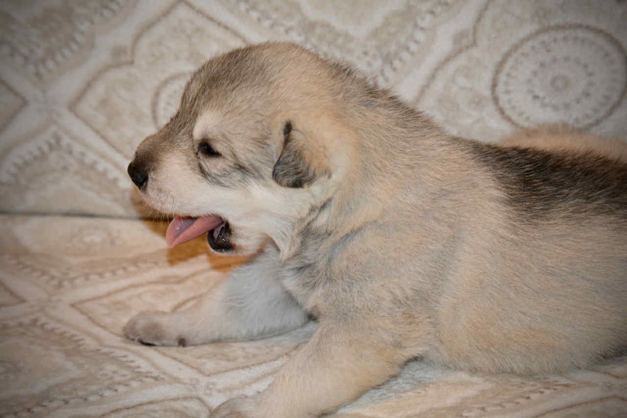 Sprocket 2.5 weeks 7.jpg