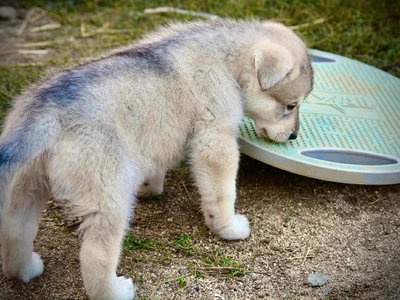 Sprocket 4 weeks.jpg