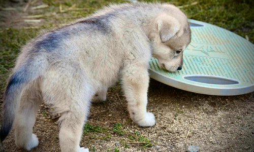 Sprocket 4 weeks.jpg