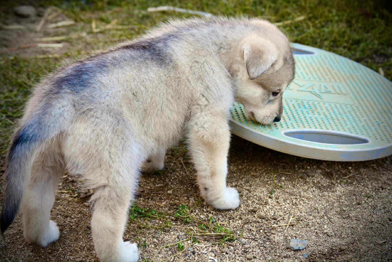 Sprocket 4 weeks.jpg