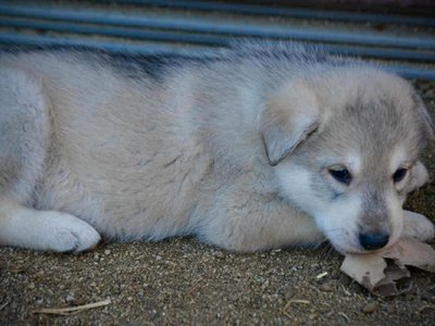 Sprocket 4 weeks laying.jpg