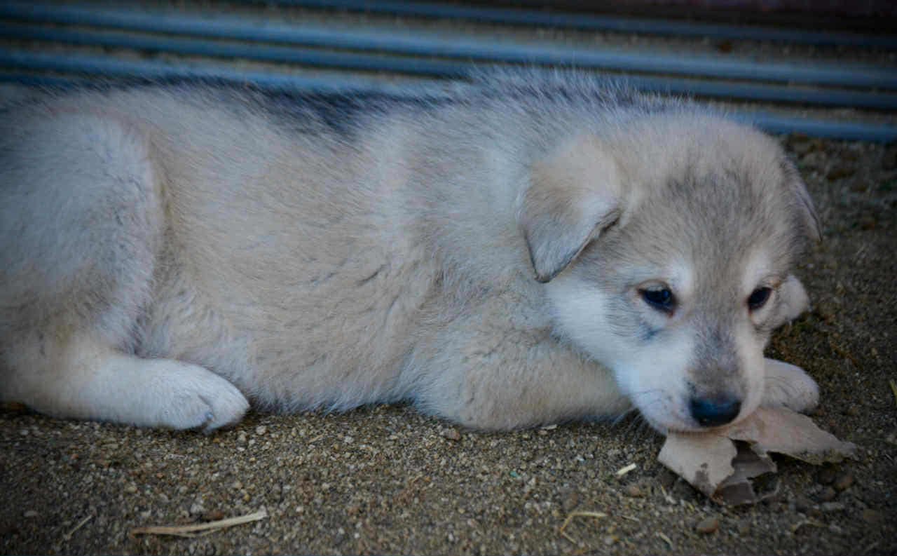 Sprocket 4 weeks laying.jpg