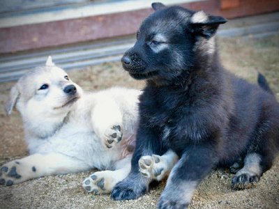 Sprocket and Junior.jpg