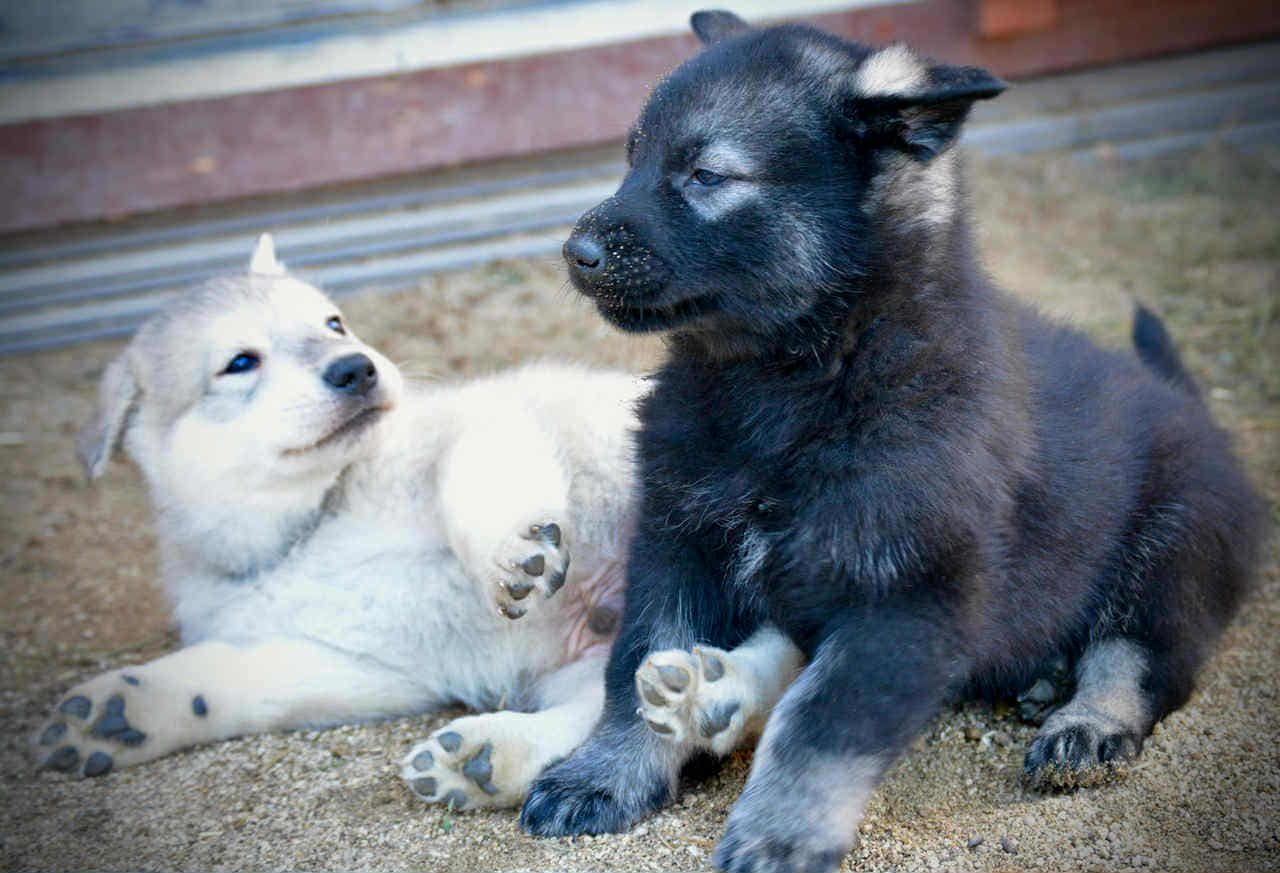 Sprocket and Junior.jpg