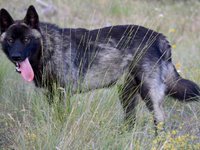 Vallecito alsatians best sale