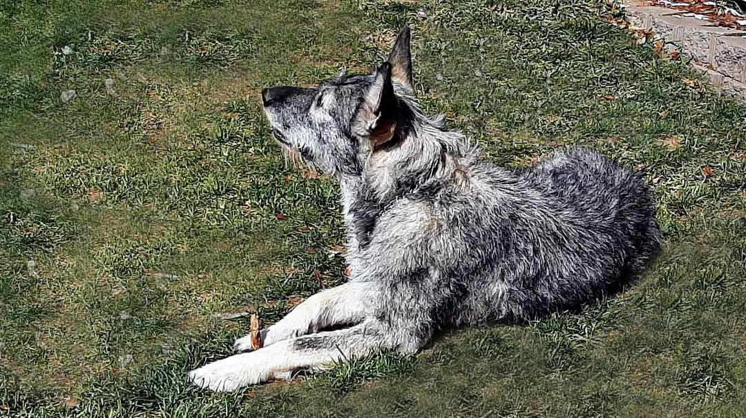 Syrenka of warsaw.jpg