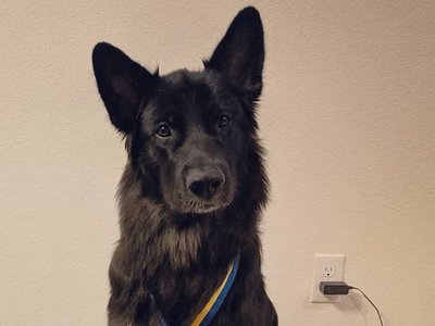 Terra  cropped wearing her star puppy medal on the eve of her first birthday.jpg