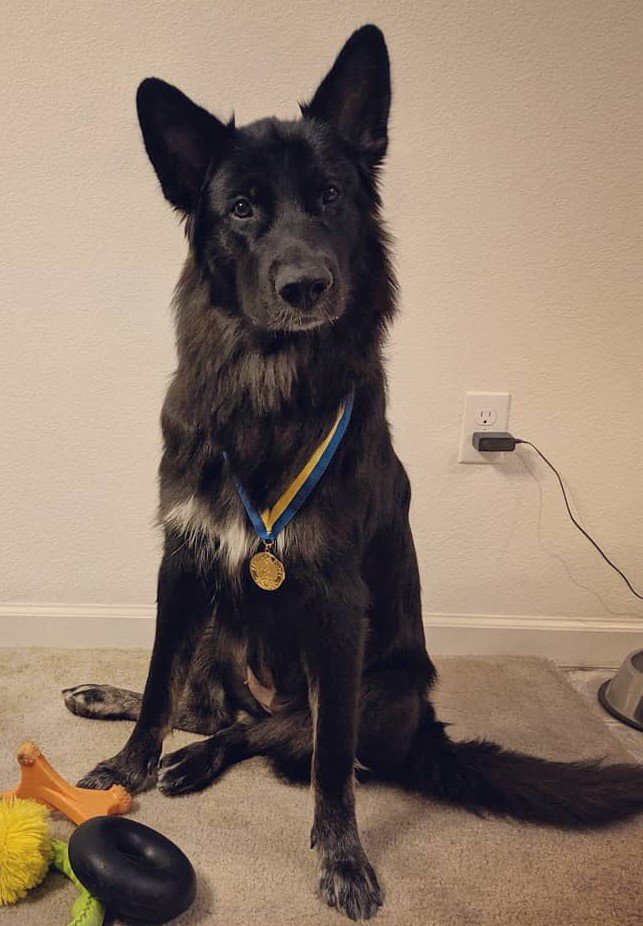 Terra  cropped wearing her star puppy medal on the eve of her first birthday.jpg