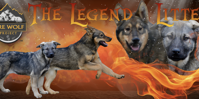 The Legend Litter Banner.png