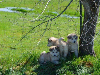 The puppies playing near a tree in the yard.jpg