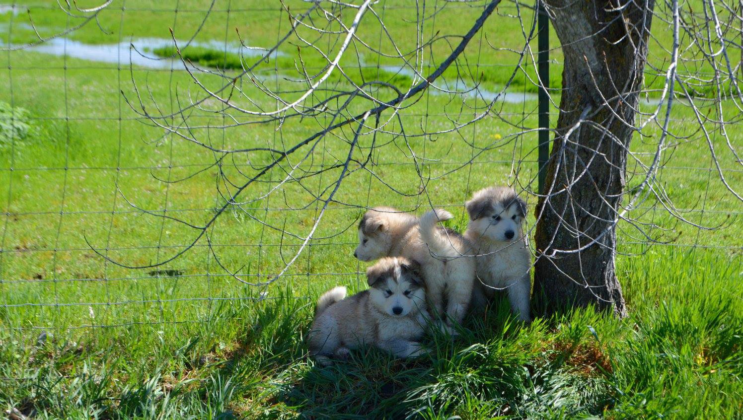 The puppies playing near a tree in the yard.jpg