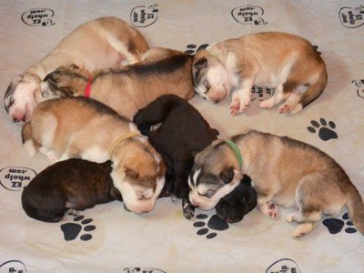 The sleeping puppies from Elwin's litter.jpg