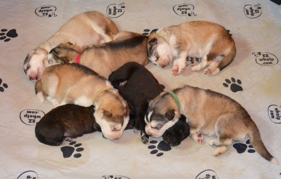 The sleeping puppies from Elwin's litter.jpg