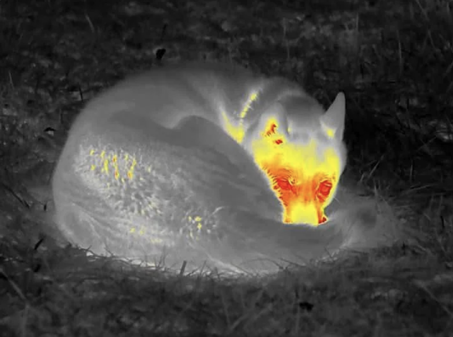 Theramal siberian husky.png