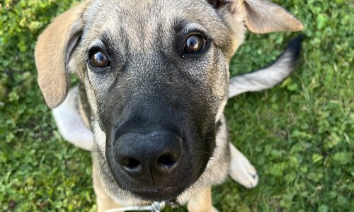 Twig ear up.jpeg