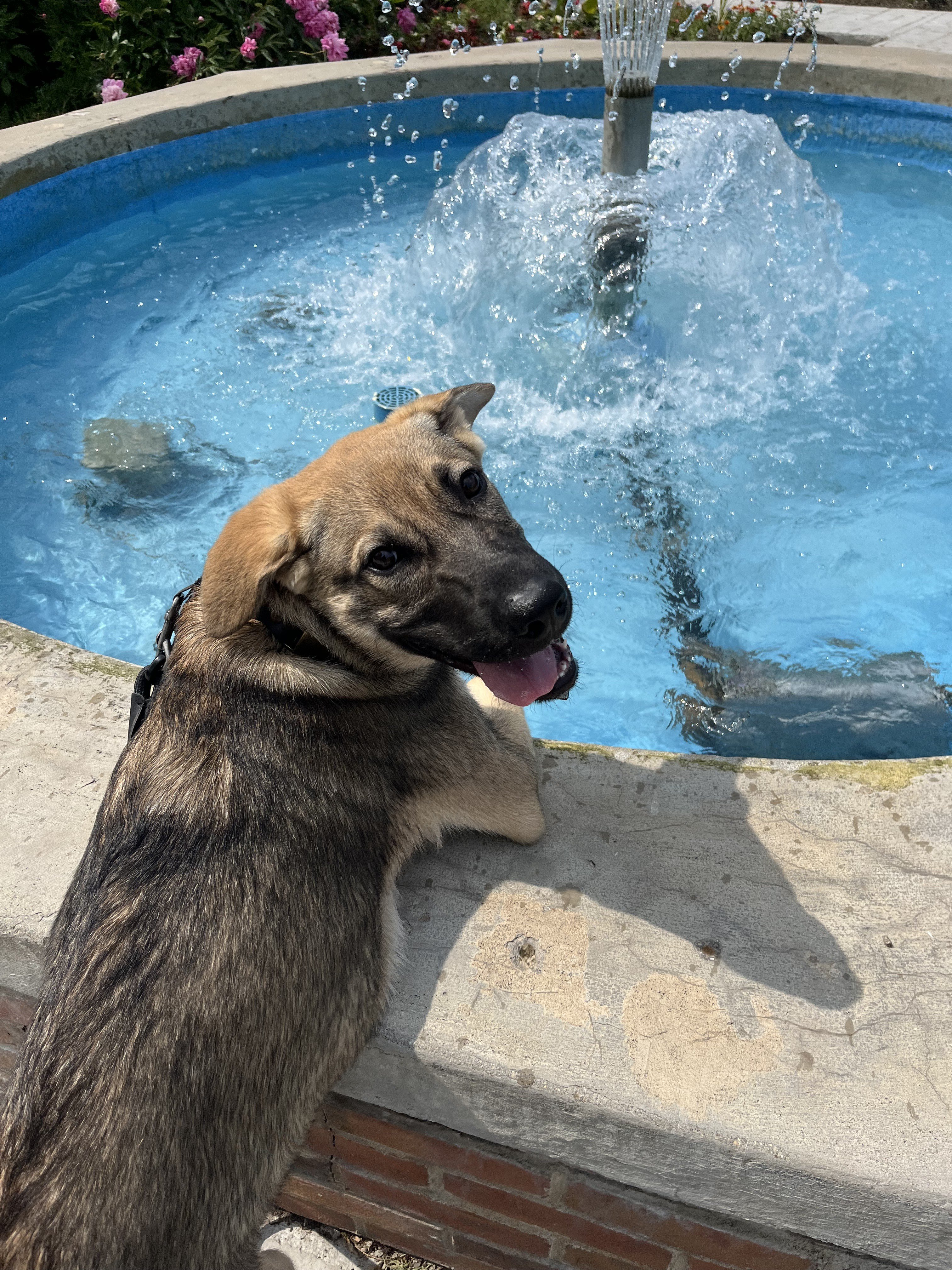 Twig water fountain.jpeg