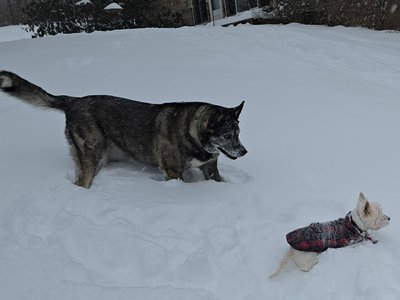 Velma Pearl's Velma von Boss.jpg