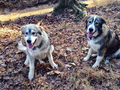 Waylon and Willie. Not quite 6 months old, ~65-70 lbs each.  PrincessLobo pups..jpg