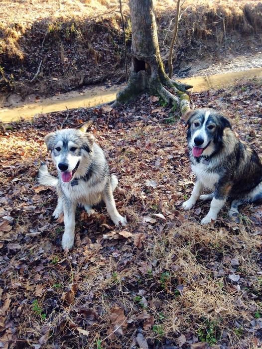 Waylon and Willie. Not quite 6 months old, ~65-70 lbs each.  PrincessLobo pups..jpg