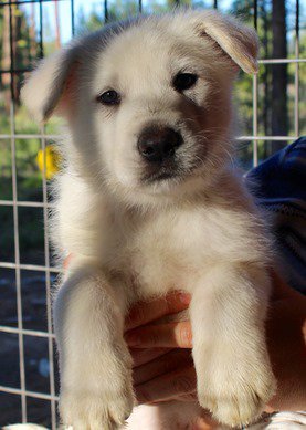 White puppy