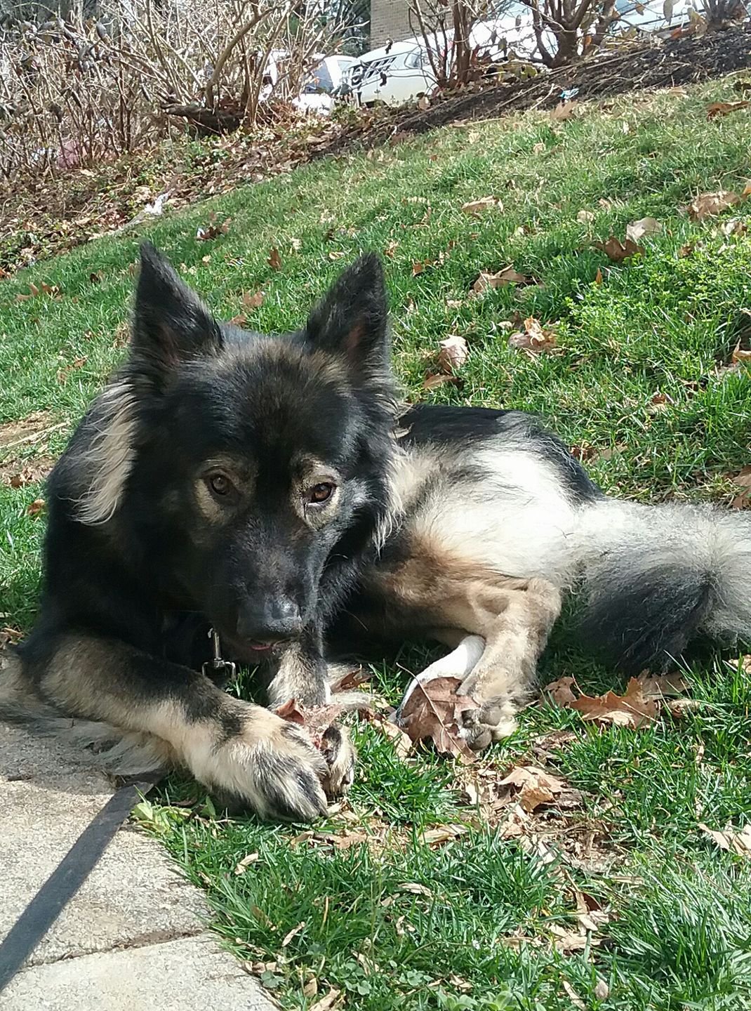 Winter eating a beef neck bone..jpg