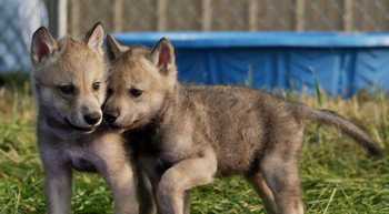 Wolf puppies.png