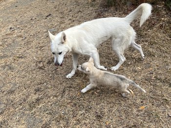 Yeti playing with Monza during a pee break..jpg