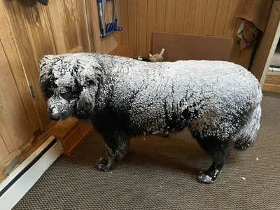 Yogi covered in snow.jpg
