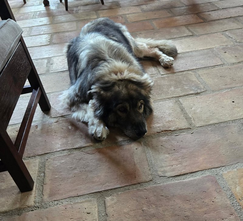 Zephyr passed away at an amazing 14 .5 years old.jpg