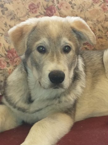 adorable puppy finnegam.jpg
