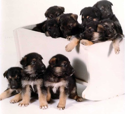 First litter North American Shepalute