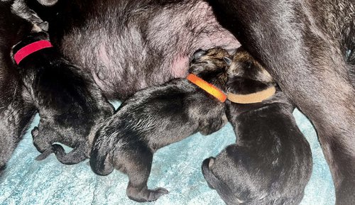 big dog puppies.jpg