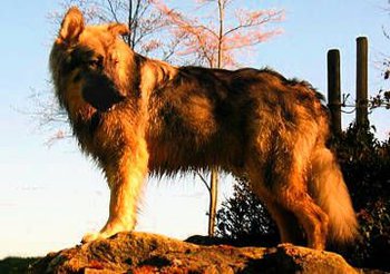 breeding_back6_americanalsatian.jpg